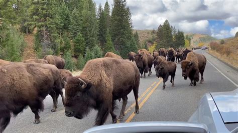 Buffalo stampede .